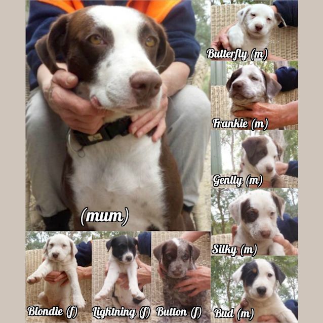 Photo of Puppies!!! Group Meet 14/03 1pm In Croydon!