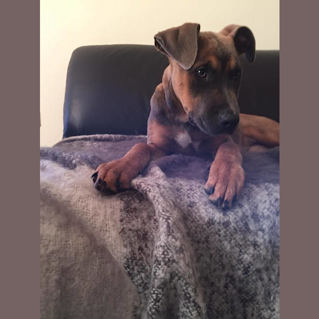 Photo of Cinnamon Dl1395