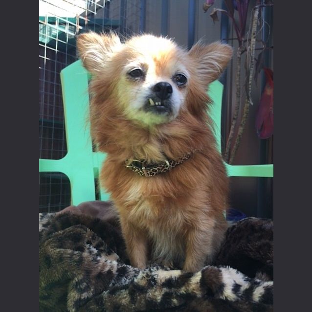 Photo of Miss Chloe **On Trial**