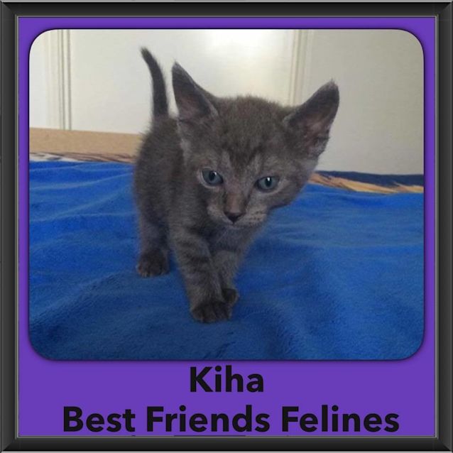 Photo of Kiha