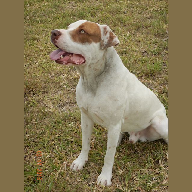 Photo of Malibu (Adoption Pending)