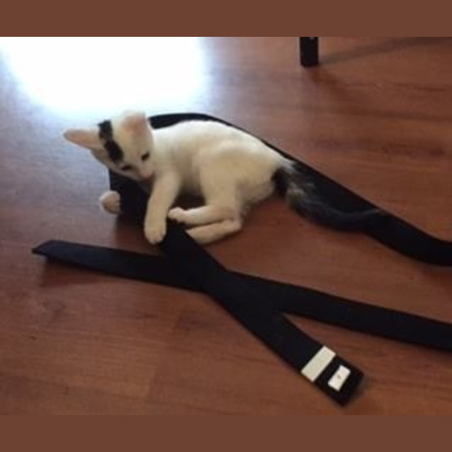 Photo of Charley C Kitten