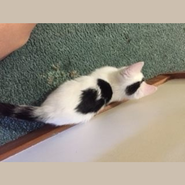 Photo of Charley C Kitten