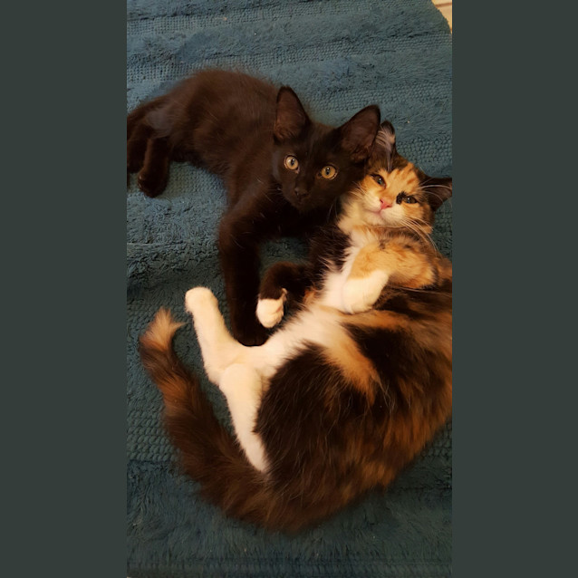 Photo of Pudding *Adoption Pending *