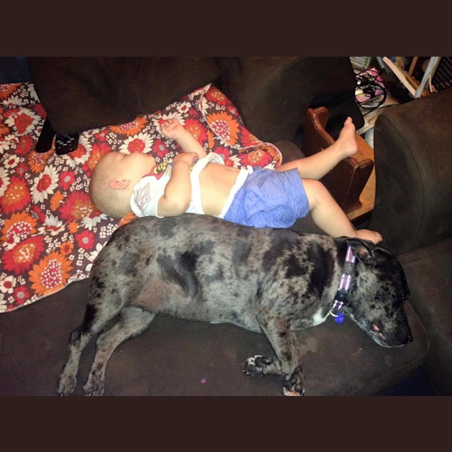 Photo of Bindi ~ Senior Staffy (Adopted 16/7/16)