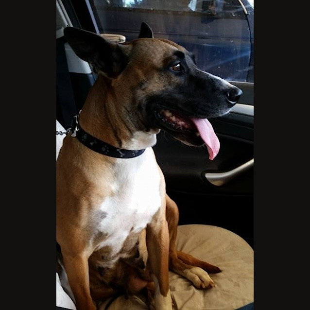 Photo of Nala