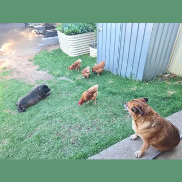 Photo of Smudge   10 Year Old Pug X (Trial 1/9/23)