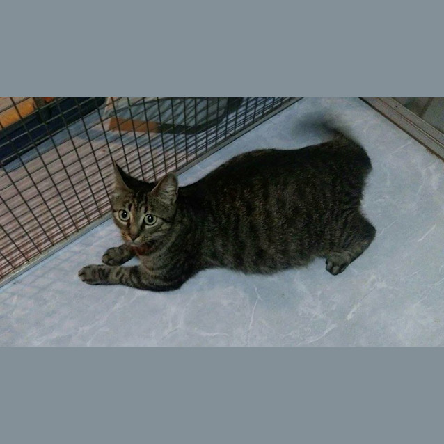 Photo of Taro