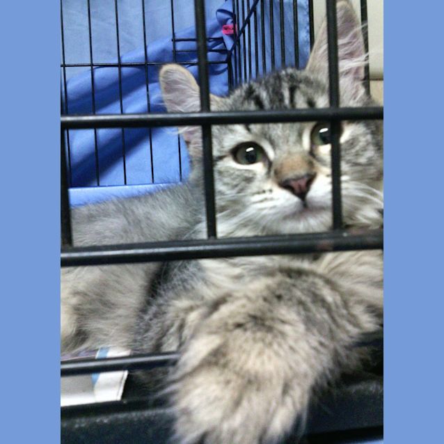 Photo of Little Tempest