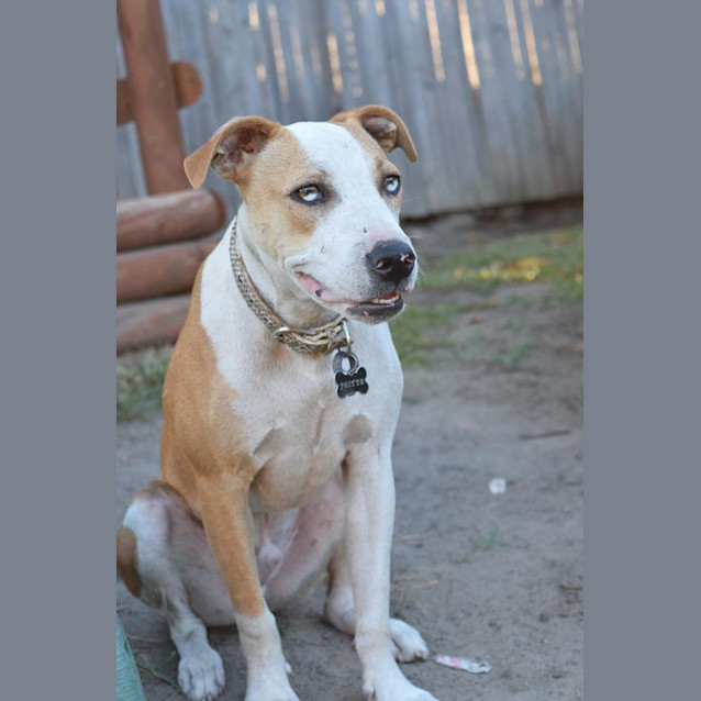 Photo of Rusty 