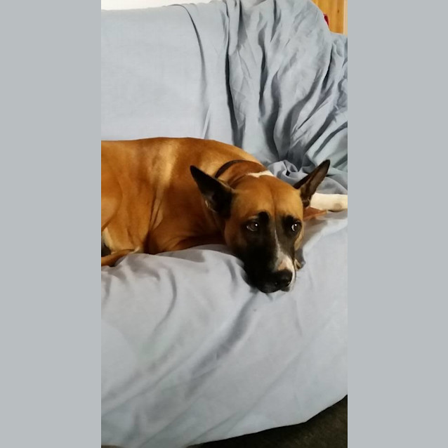 Photo of Nala