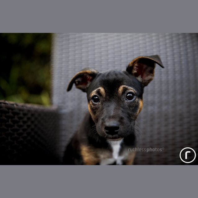 Photo of Peso