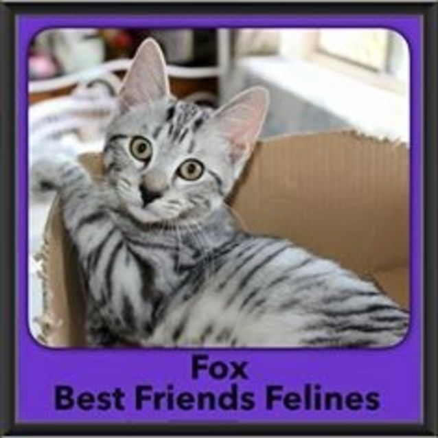 Photo of Fox