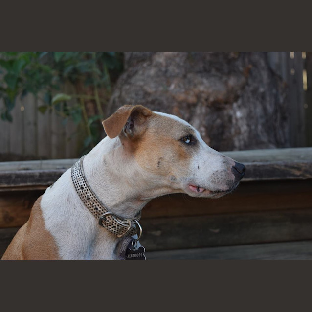 Photo of Rusty 