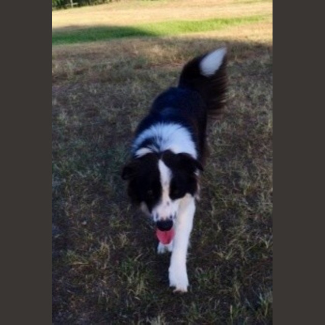Photo of Sammy