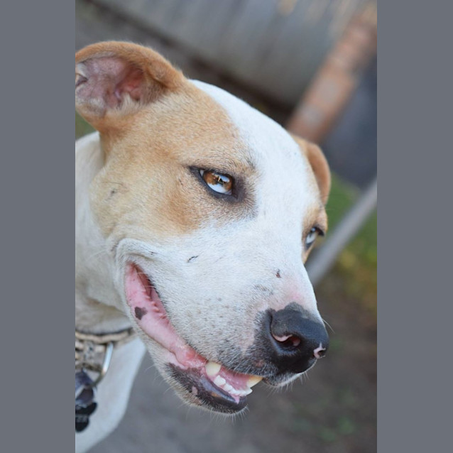 Photo of Rusty 