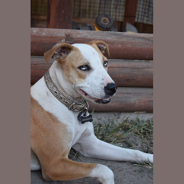 Photo of Rusty 