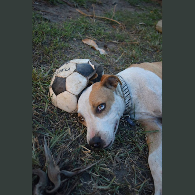 Photo of Rusty 