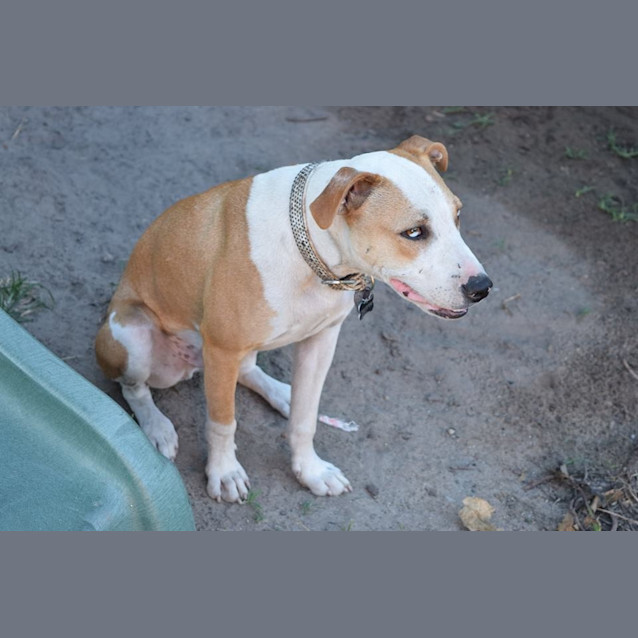 Photo of Rusty 