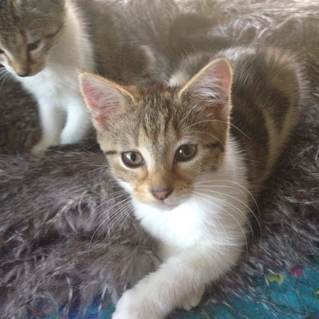 Photo of Callie