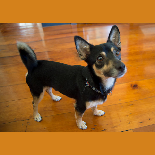 Photo of Diesel *Adoption Pending*
