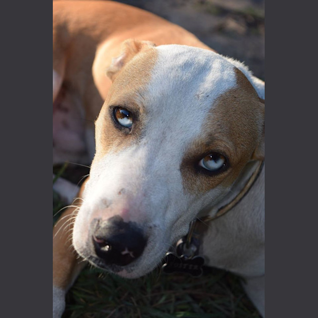 Photo of Rusty 