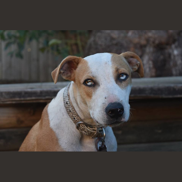 Photo of Rusty 