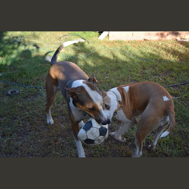 Photo of Rusty 