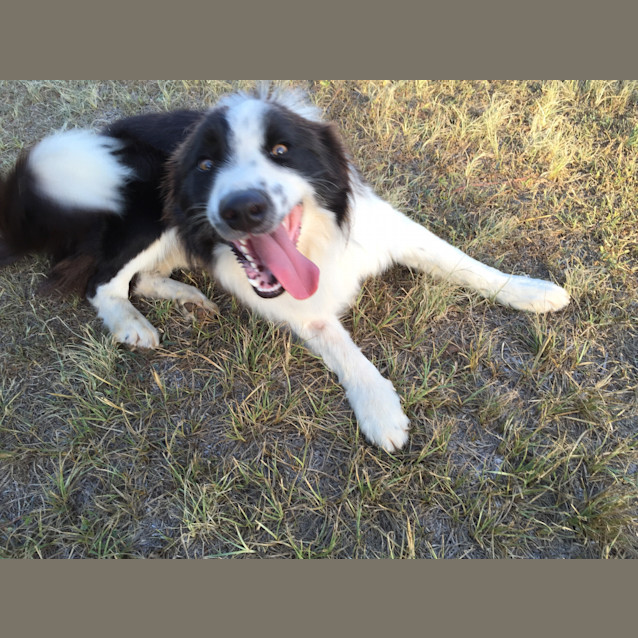 Photo of Sammy