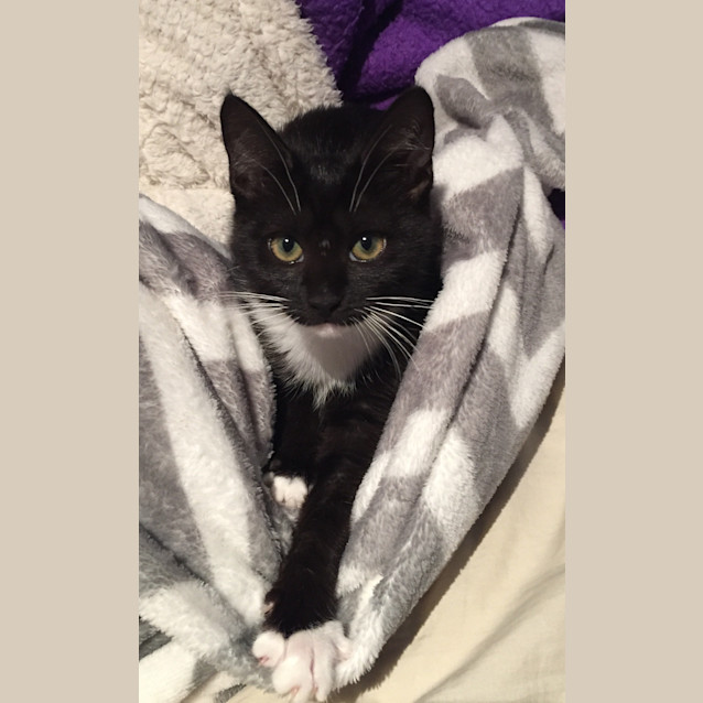 Photo of Willow