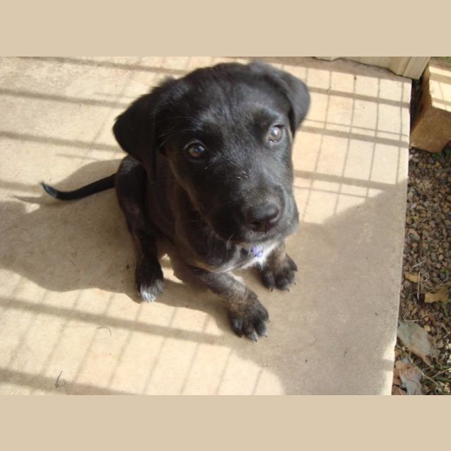 Photo of Alfie