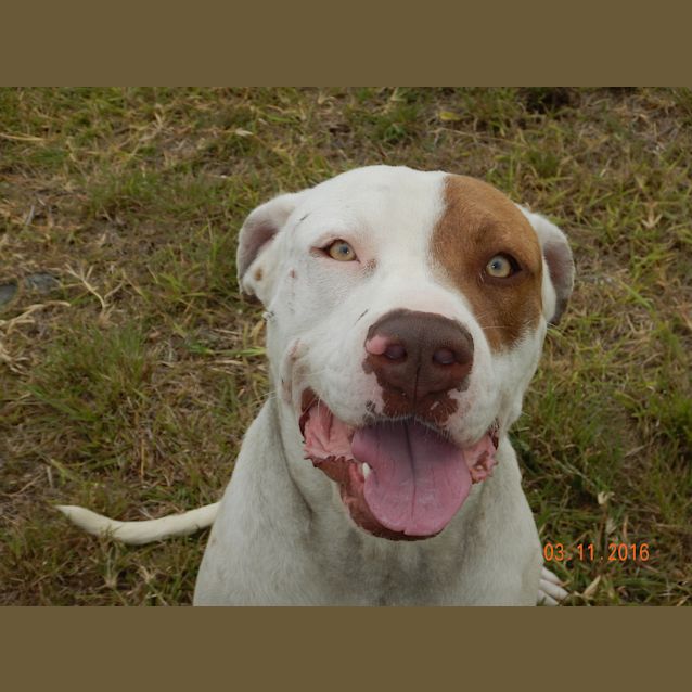 Photo of Malibu (Adoption Pending)