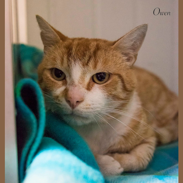 Photo of Owen Id30016