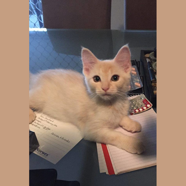 Photo of Angel * $100 For The This Month * Adoption Pending