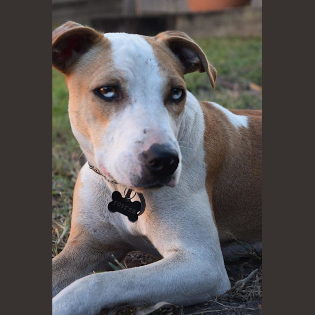 Photo of Rusty 