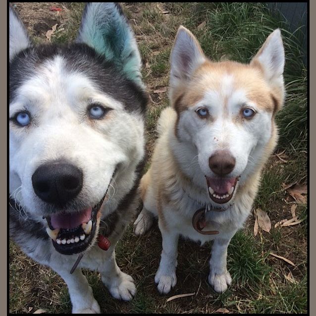 Photo of King & Akira