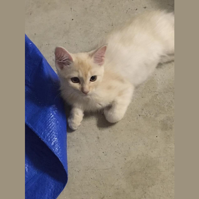 Photo of Angel * $100 For The This Month * Adoption Pending