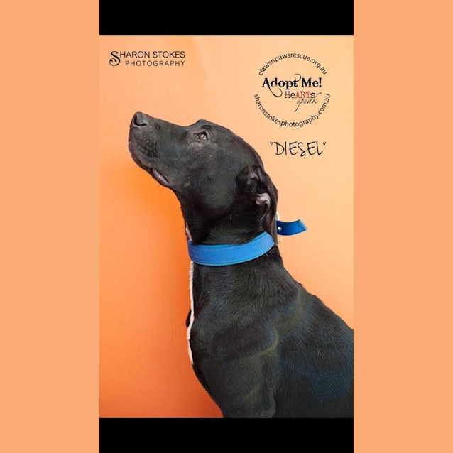 Photo of Diesel