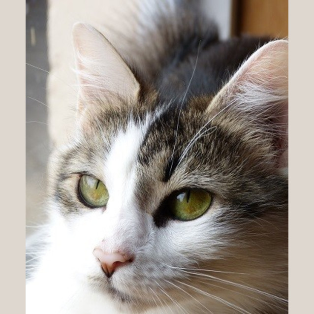 Photo of Kitara