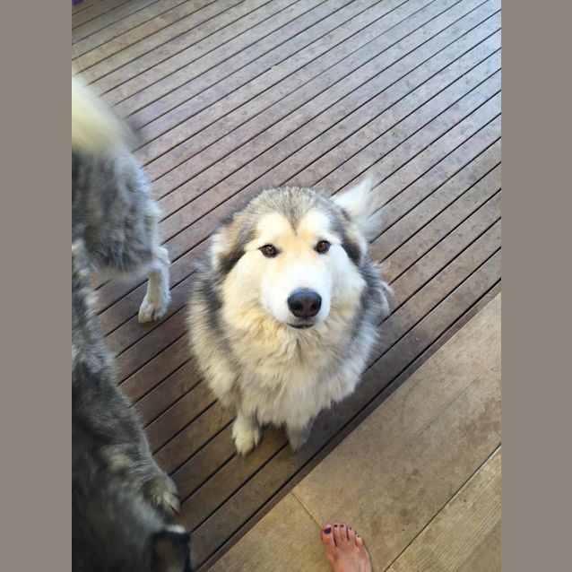 Photo of Sakari