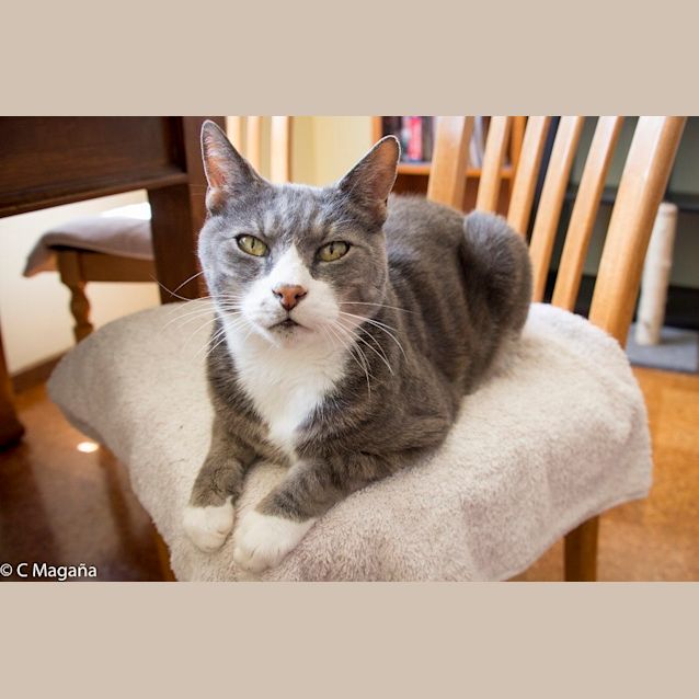 Photo of Greystoke Ec0174