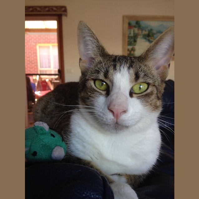 Photo of Arnold Id 28618