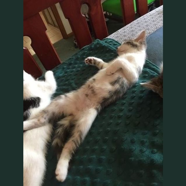 Photo of Willow Kitten