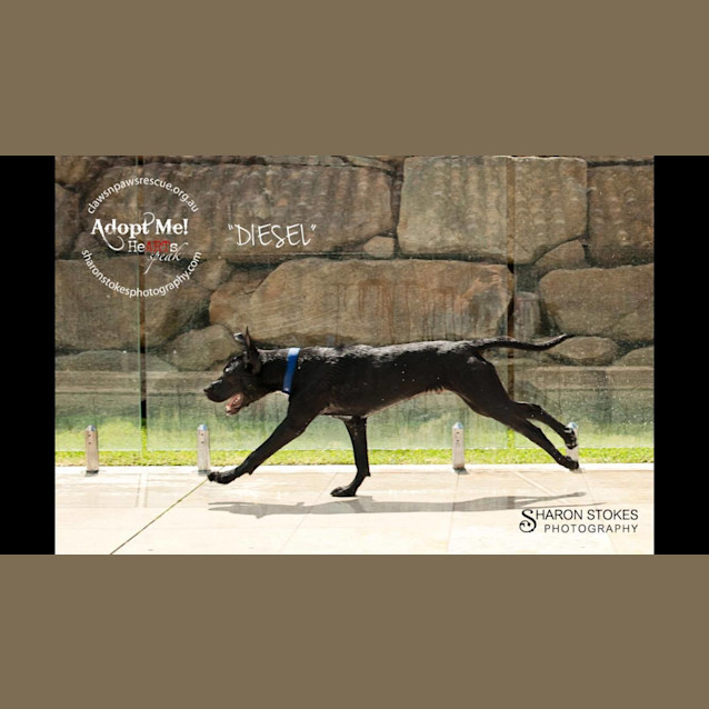 Photo of Diesel