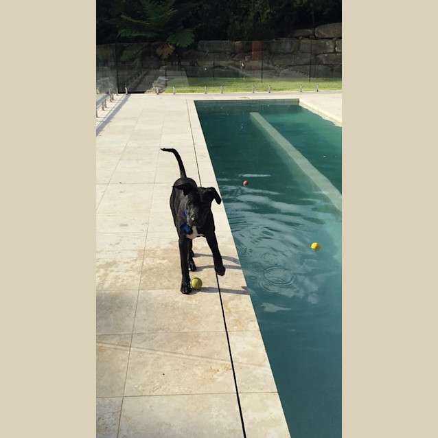 Photo of Diesel