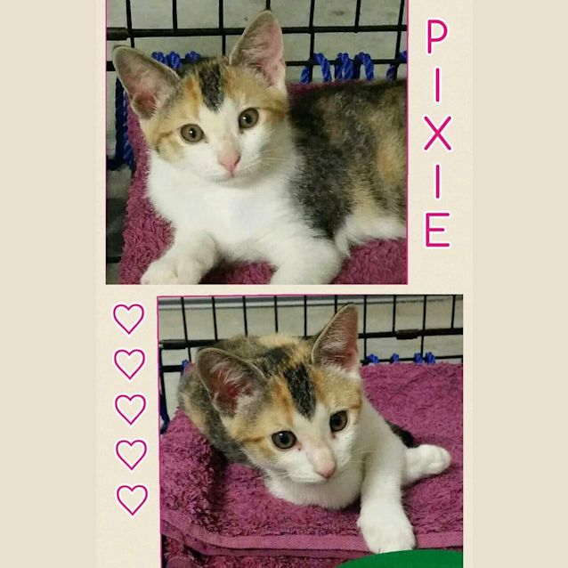 Photo of Pixie  