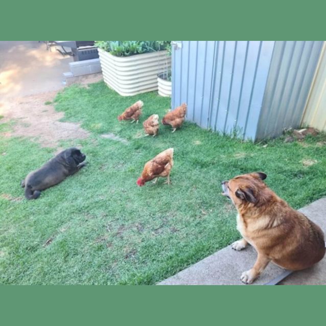 Photo of Doug   4 Year Old Pug X (Trial 1/9/23)
