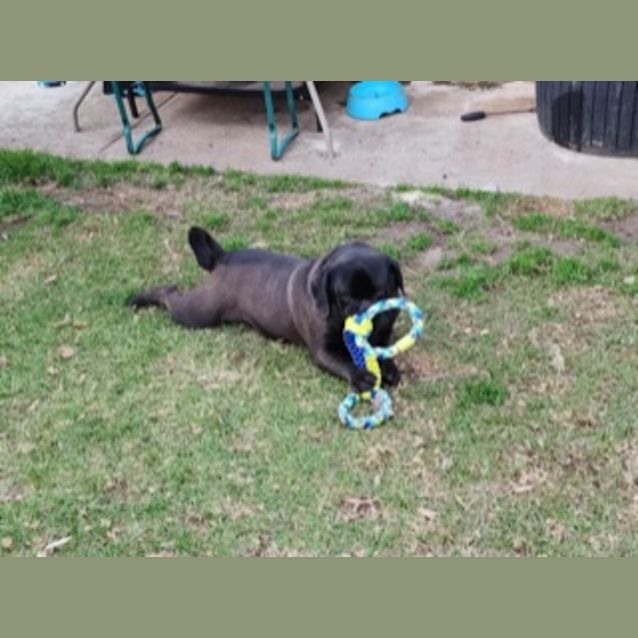 Photo of Doug   4 Year Old Pug X (Trial 1/9/23)
