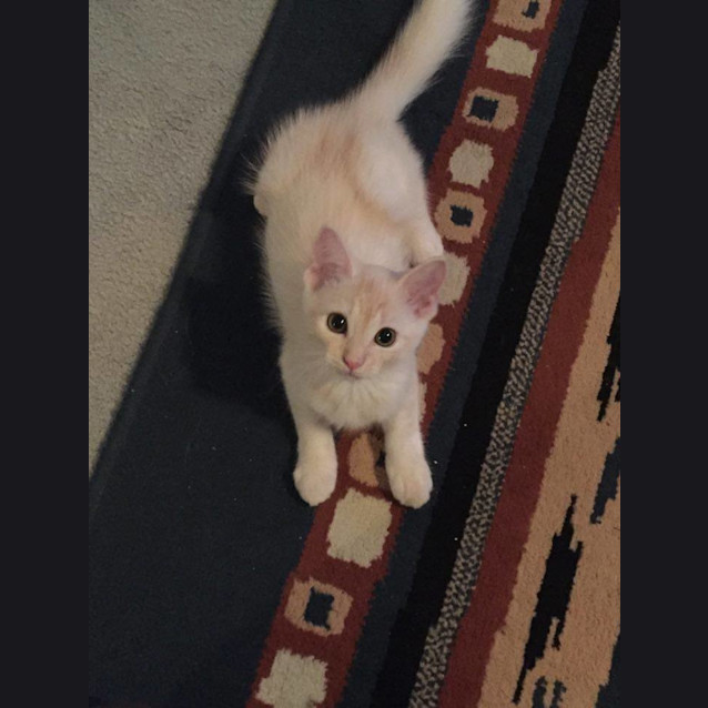 Photo of Angel * $100 For The This Month * Adoption Pending
