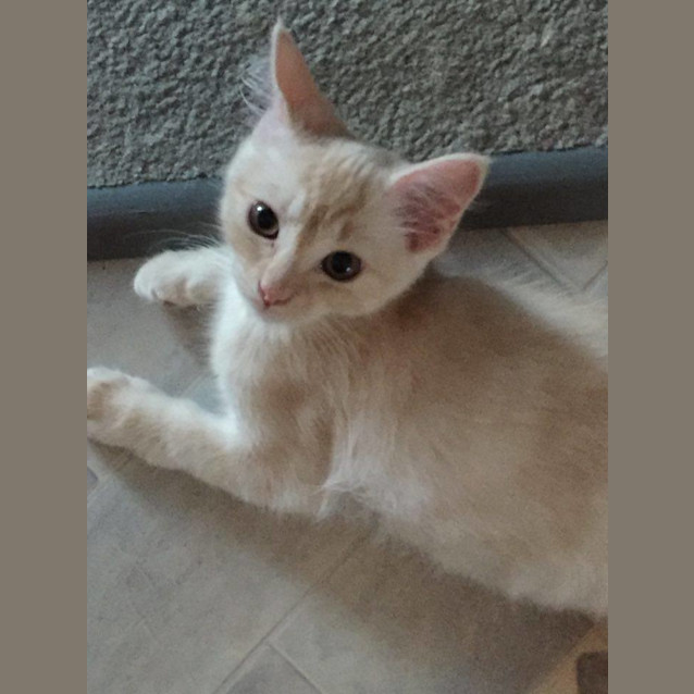 Photo of Angel * $100 For The This Month * Adoption Pending